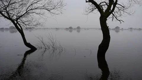 Two trees on the background of  high water Stock Footage 121788241