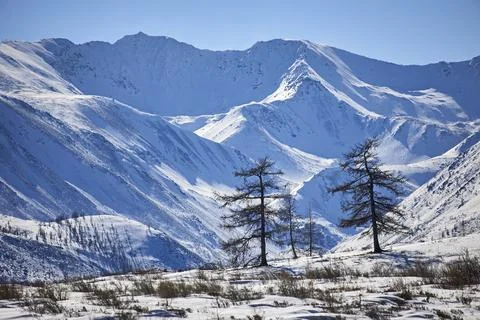 Two trees on the background of mountain peaks covered with snow Foto stock