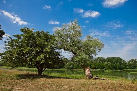 Two trees on the background of the river Stock Photos
