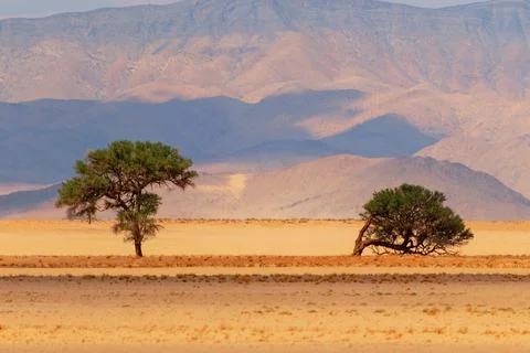 Two trees on a background of sand and mountains in the Namib desert Stock Photos