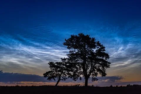 Two trees beneath the Noctilucent sky clouds Foto stock