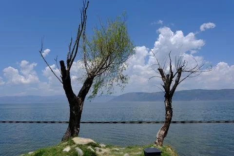 Two trees by a calm lake under blue sky Stock Photos