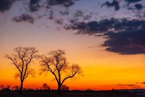 Two trees with cloudy sky on background. Sunset with dramatic black, grey, .. 스톡 사진