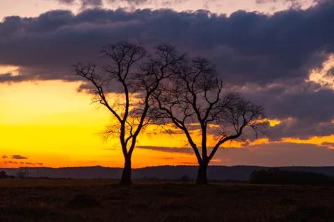 Two trees with cloudy sky on background. Sunset with dramatic black, grey, .. Foto stock