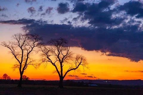 Two trees with cloudy sky on background. Sunset with dramatic black, grey, .. Stock-Fotos