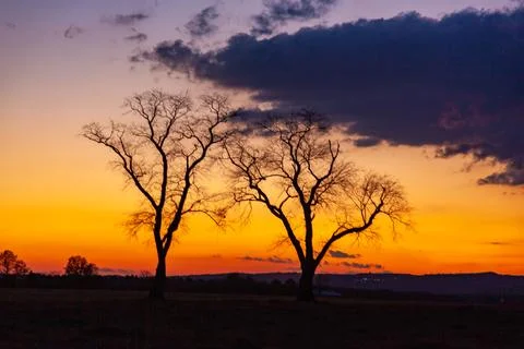 Two trees with cloudy sky on background. Sunset with dramatic black, grey, .. Stock Photos
