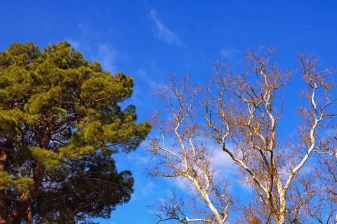 Two trees -  deciduous and coniferous - against blue sky on sunny winter day. Stock Photos