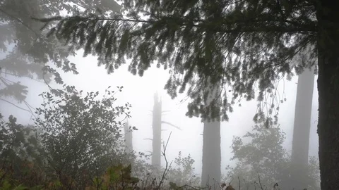Two trees distant in the fog, framed by other trees moving in the wind. Stock Footage 70073760