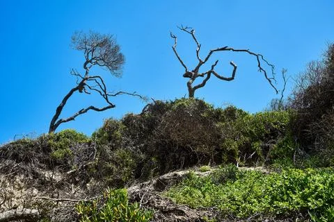 Two Trees on Dunes at Chintza Beach near East London Stock-Fotos