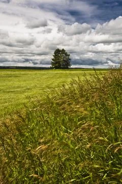 Two Trees In A Field Stock Photos