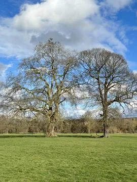 Two trees in a field Stock Photos