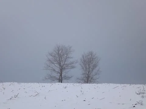 Two trees in a field in winter Stock Photos