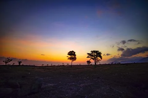 Two trees in the fields at sunset Stock Photos