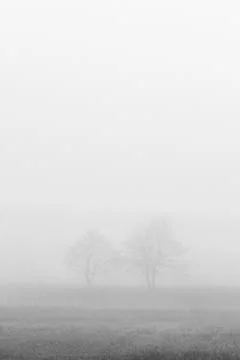 Two trees in fog Stock Photos