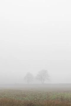 Two trees in fog Stock Photos