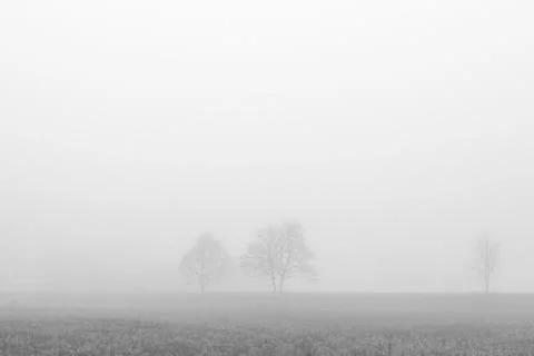 Two trees in fog Stock-Fotos