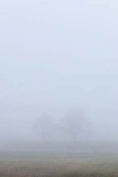 Two trees in fog Stock Photos