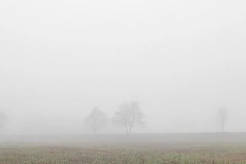 Two trees in fog Stock Photos