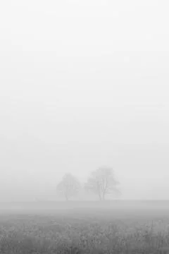Two trees in fog Stock Photos