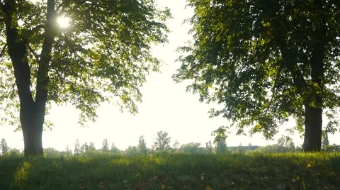 Two trees in the forest against the clear blue sky Stock Footage 68209750
