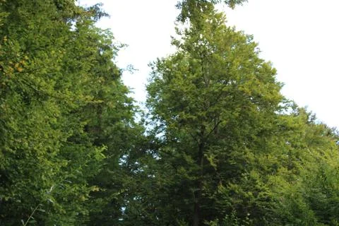 Two trees in the forest Stock Photos