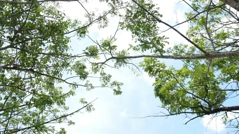 Two Trees That Frame The Sky (Bottom To Top) 4K Stock Footage 153361484