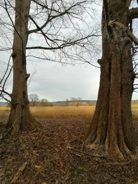 Two  TREES in frontground..... Serie 19. from 23 shots Stock Photos