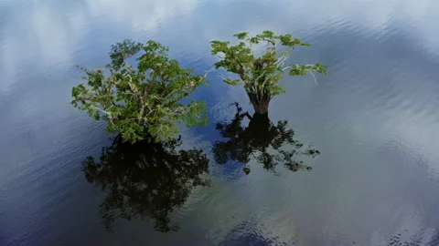 Two trees of the genus Macrolobium are casting their shadows on the water below Stock Footage 170024363