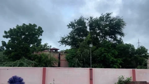 Two trees gracefully dance with the wind. Видео 283718214