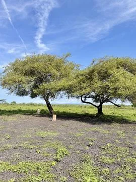 Two Trees in a Grassy Field Under Blue Sky. Baluran National Park Situbondo. Photos