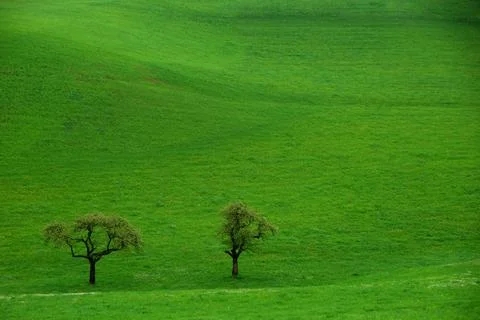 Two trees on green grass Stock Photos