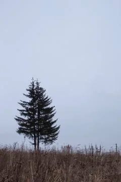 Two Trees on a Grey Skyline Stock Photos
