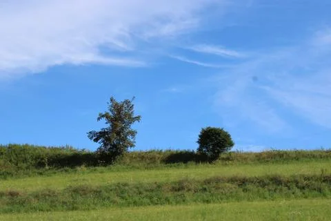 Two trees on a hill. Stock Photos