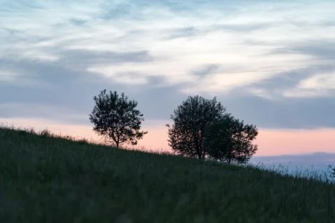 Two trees on a hill slope during sunset. Stock Photos