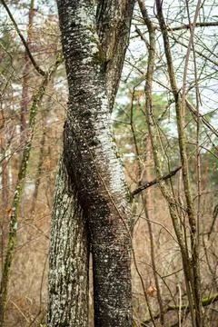 Two trees intertwined in the spring forest Stock Photos