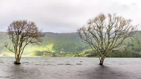 Two trees on lake Timelapse 動画素材 197481337