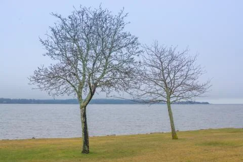 Two trees by lake vanern Stock Photos