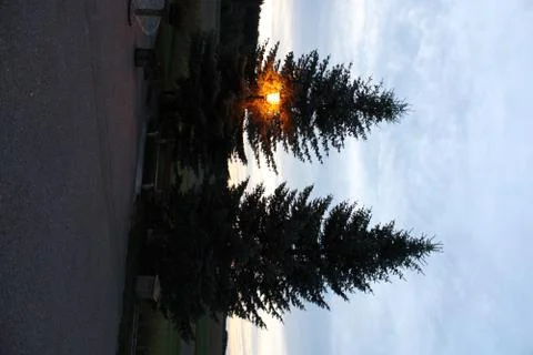 Two trees with lantern Stock Photos