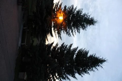 Two trees with lantern Stock Photos