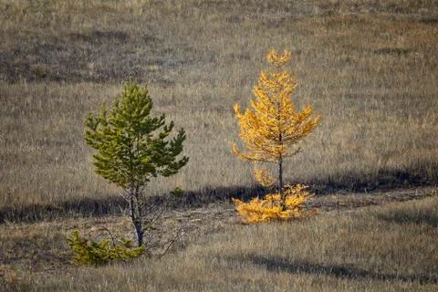 Two trees-larch and pine in autumn Foto stock