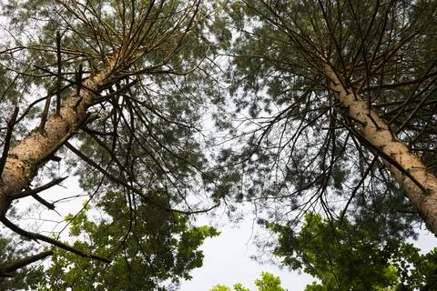 Two trees leaning one to another Foto stock