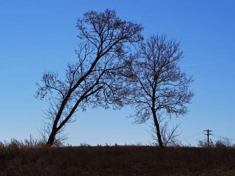 Two trees leaning toward each other Stock Photos