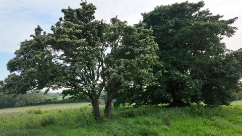 Two Trees in a Lovely Meadow In Spring Stock Footage 276625904