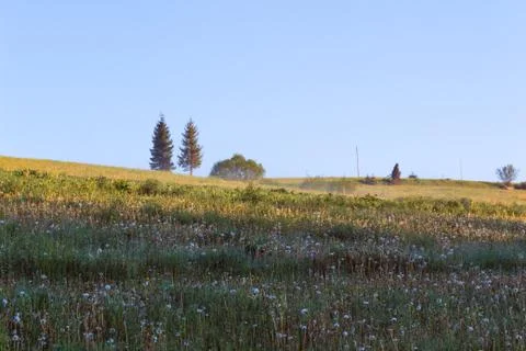 Two trees in the middle of the field Stock Photos