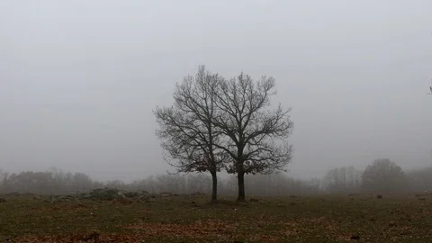 Two Trees In The Mist Stock Footage 83343865