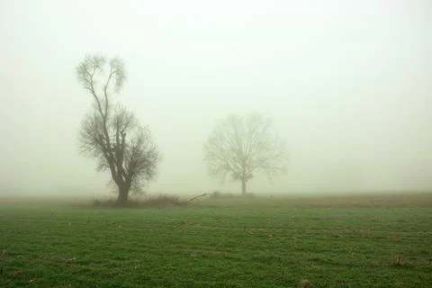 Two trees in the mist growing on a field Stock Photos