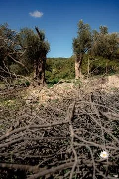 Two trees in the mountains Foto stock