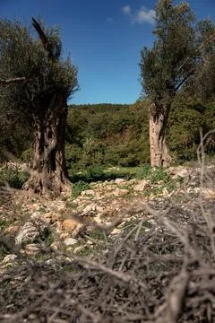 Two trees in the mountains Foto stock