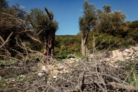 Two trees in the mountains Stock Photos