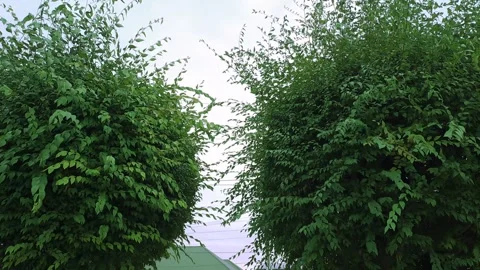 Two trees moving from left to right Stock Footage 289003872